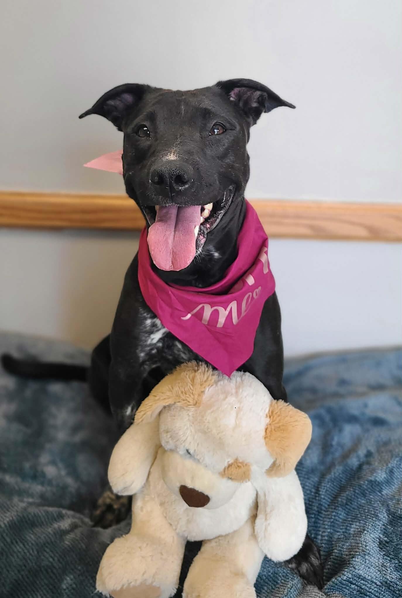 Enlarge Jill, a Adoptable Mixed Breed in Fruit Heights, UT image 6/6