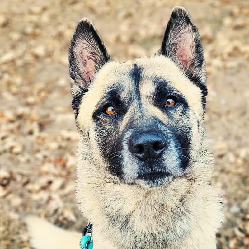 Ringo, Adoptable, Adult Male German Shepherd Dog & Akita.