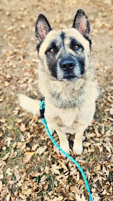 Enlarge Ringo, a Adoptable mixed breed in Yankton, SD image 2/4