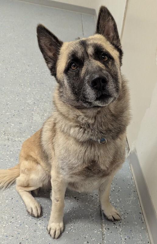 Ringo, a Adoptable mixed breed in Yankton, SD image 1/6