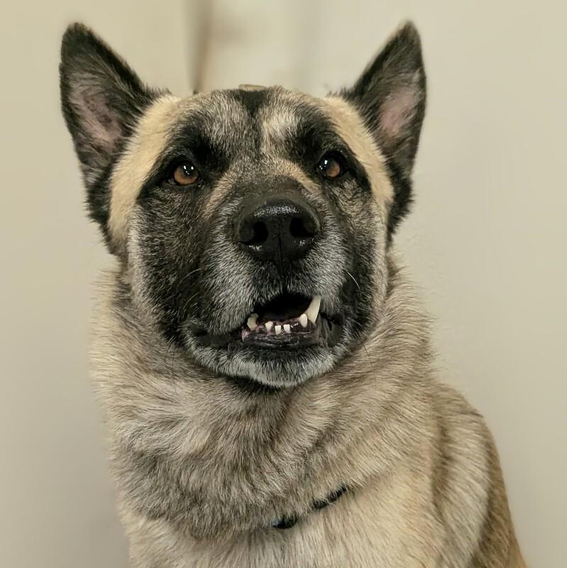 Ringo, a Adoptable mixed breed in Yankton, SD image 4/6