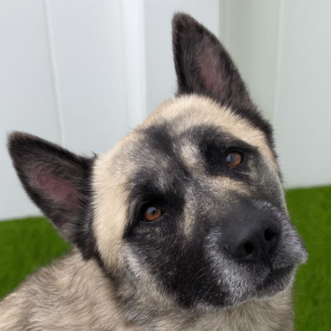 Enlarge Ringo, a Adoptable mixed breed in Yankton, SD image 3/4