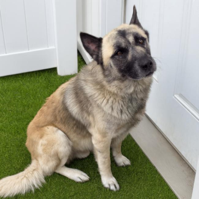 Enlarge Ringo, a Adoptable mixed breed in Yankton, SD image 4/4