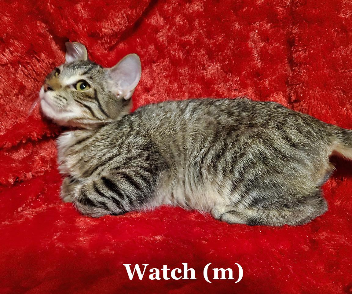 Watch, Adoptable, Young Male Domestic Short Hair.