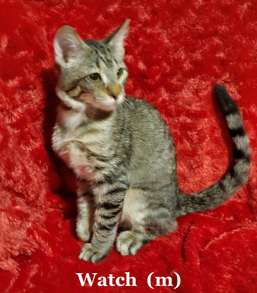 Watch, an adoption pending Domestic Short Hair in Bentonville, AR image 2/2