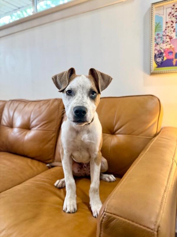 Guy Prince, a Adoptable mixed breed in Bensalem, PA image 6/6