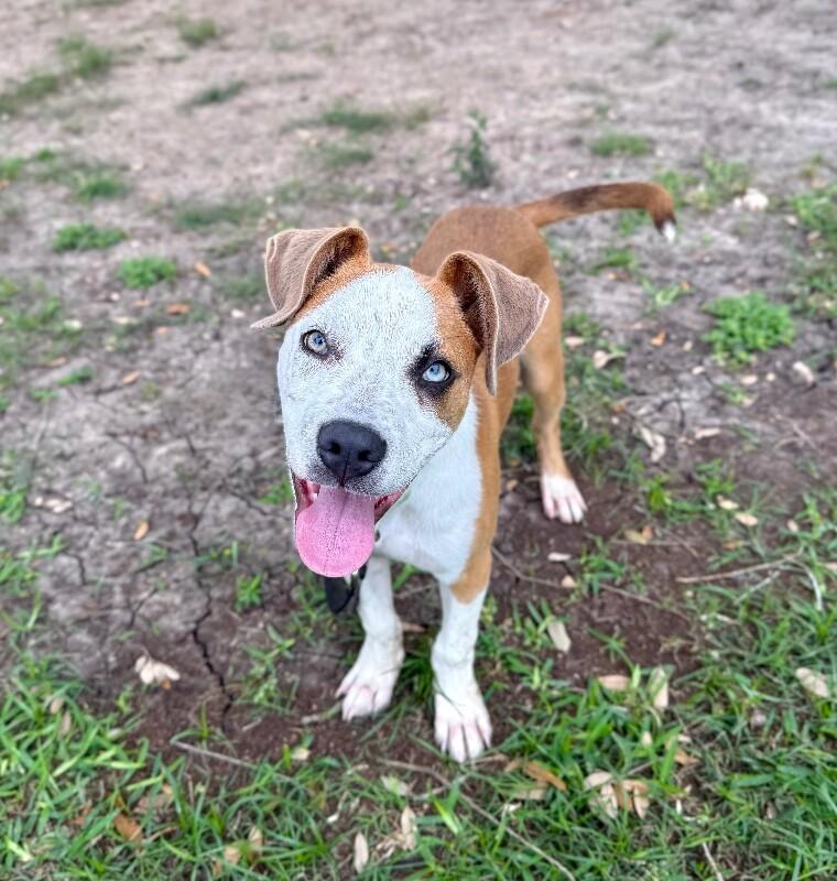 Guy Prince, a Adoptable mixed breed in Bensalem, PA image 1/6