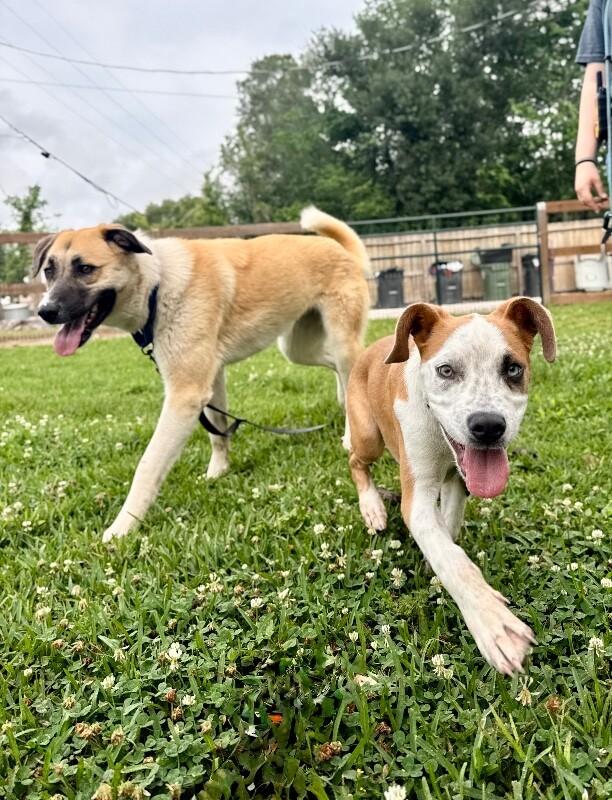 Guy Prince, a Adoptable mixed breed in Bensalem, PA image 4/6