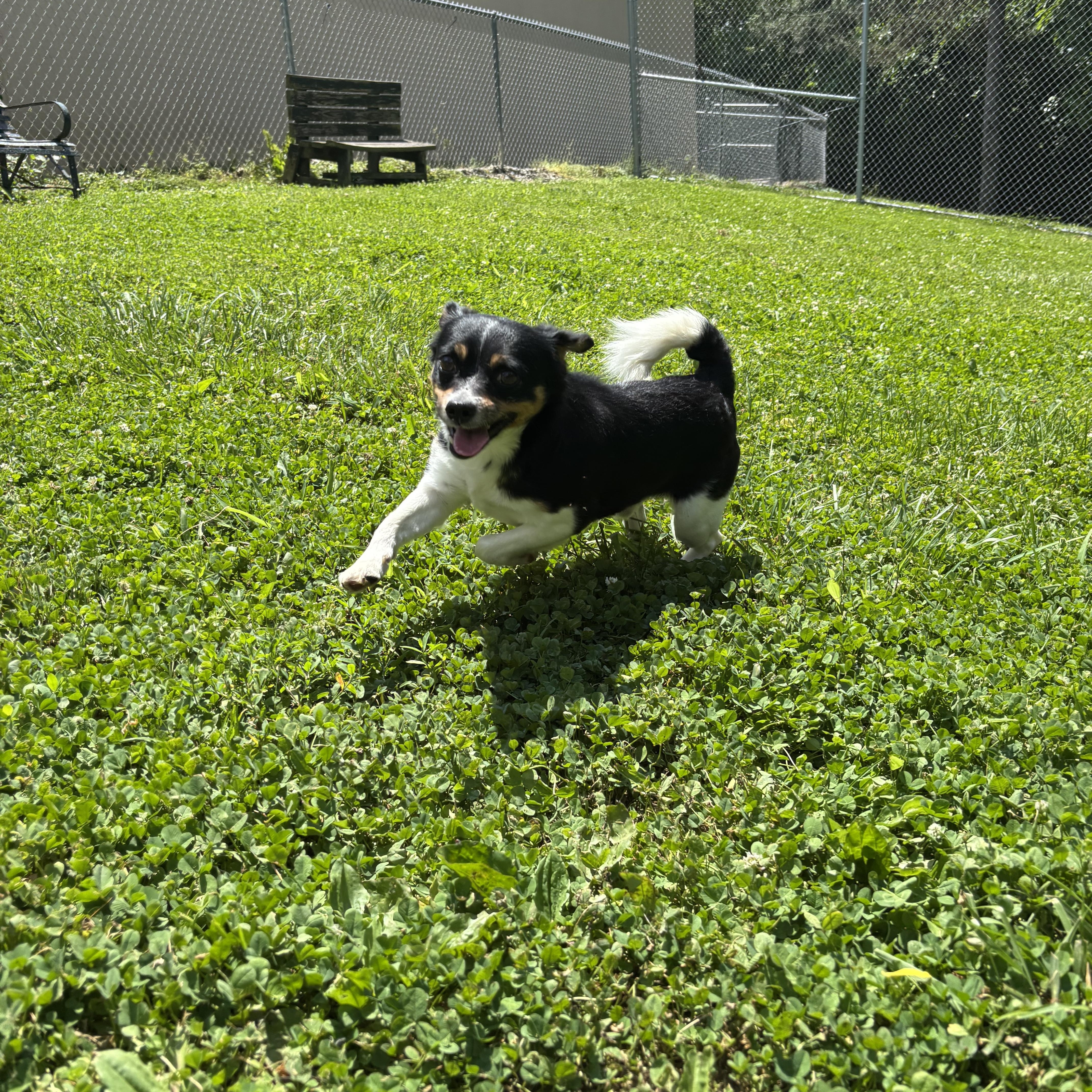 Skynyrd, adopted, Adult Male Mixed Breed.