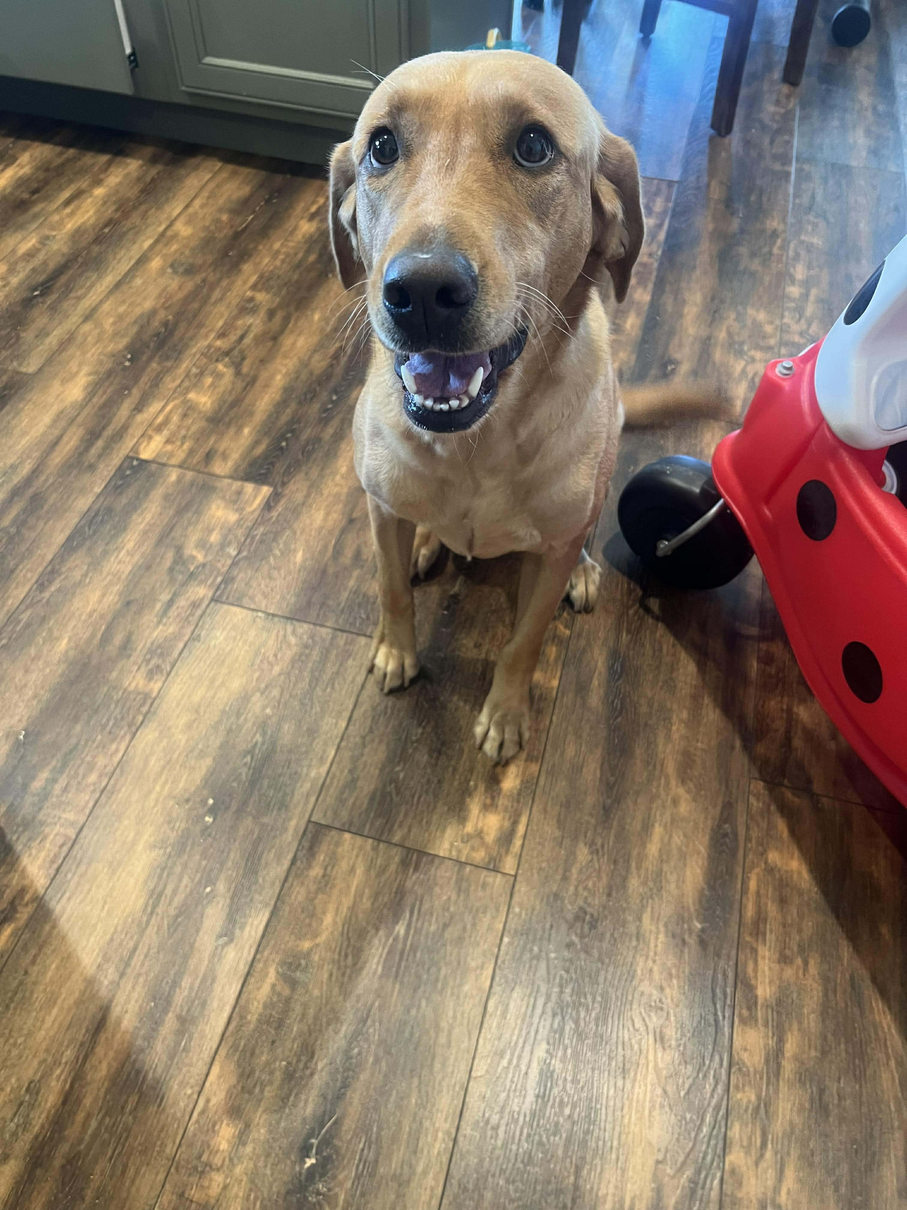 Enlarge Birdie, a ADOPTABLE mixed breed in Hartford, KY image 1/5