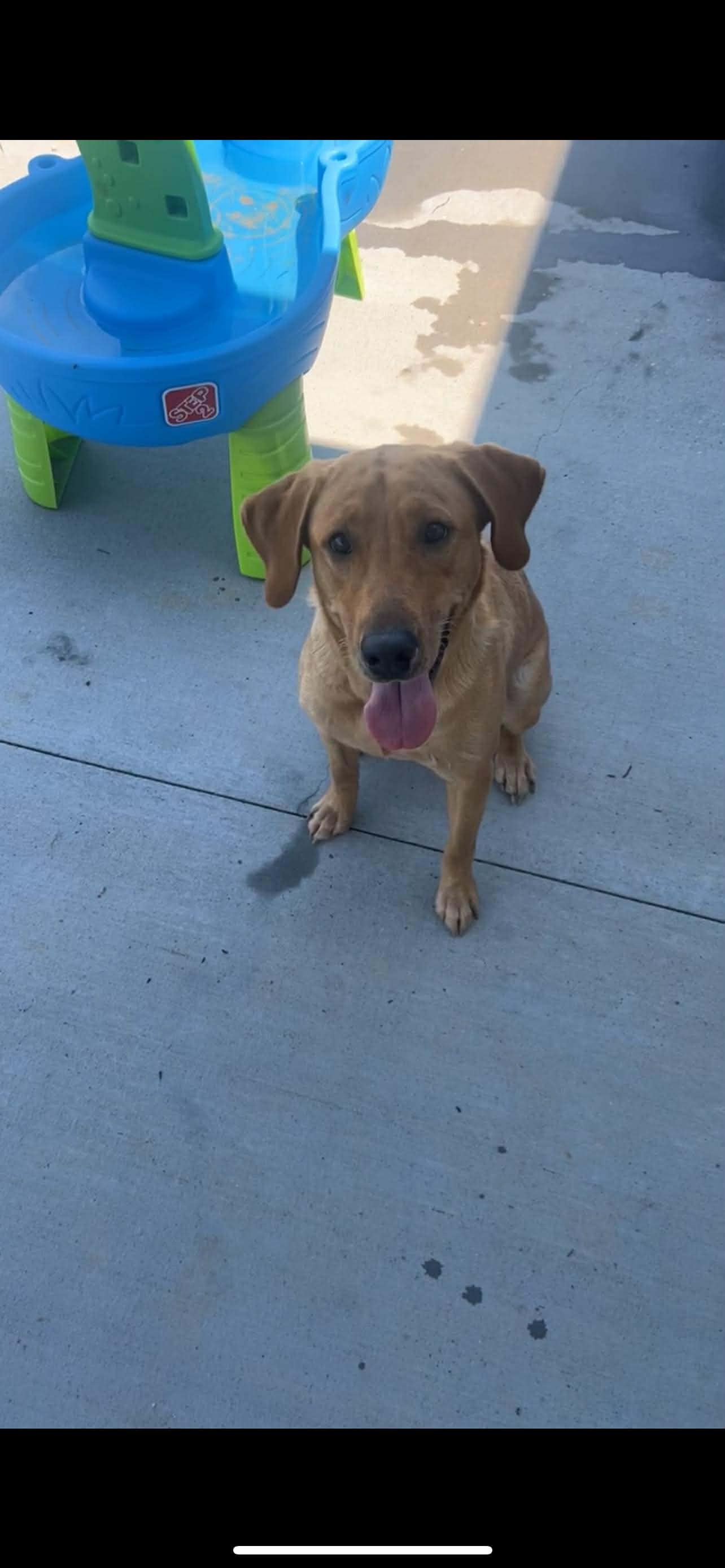 Enlarge Birdie, a ADOPTABLE mixed breed in Hartford, KY image 2/5