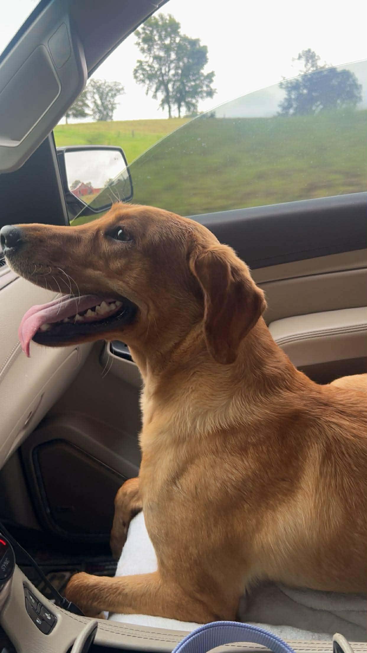 Enlarge Birdie, a ADOPTABLE mixed breed in Hartford, KY image 3/5