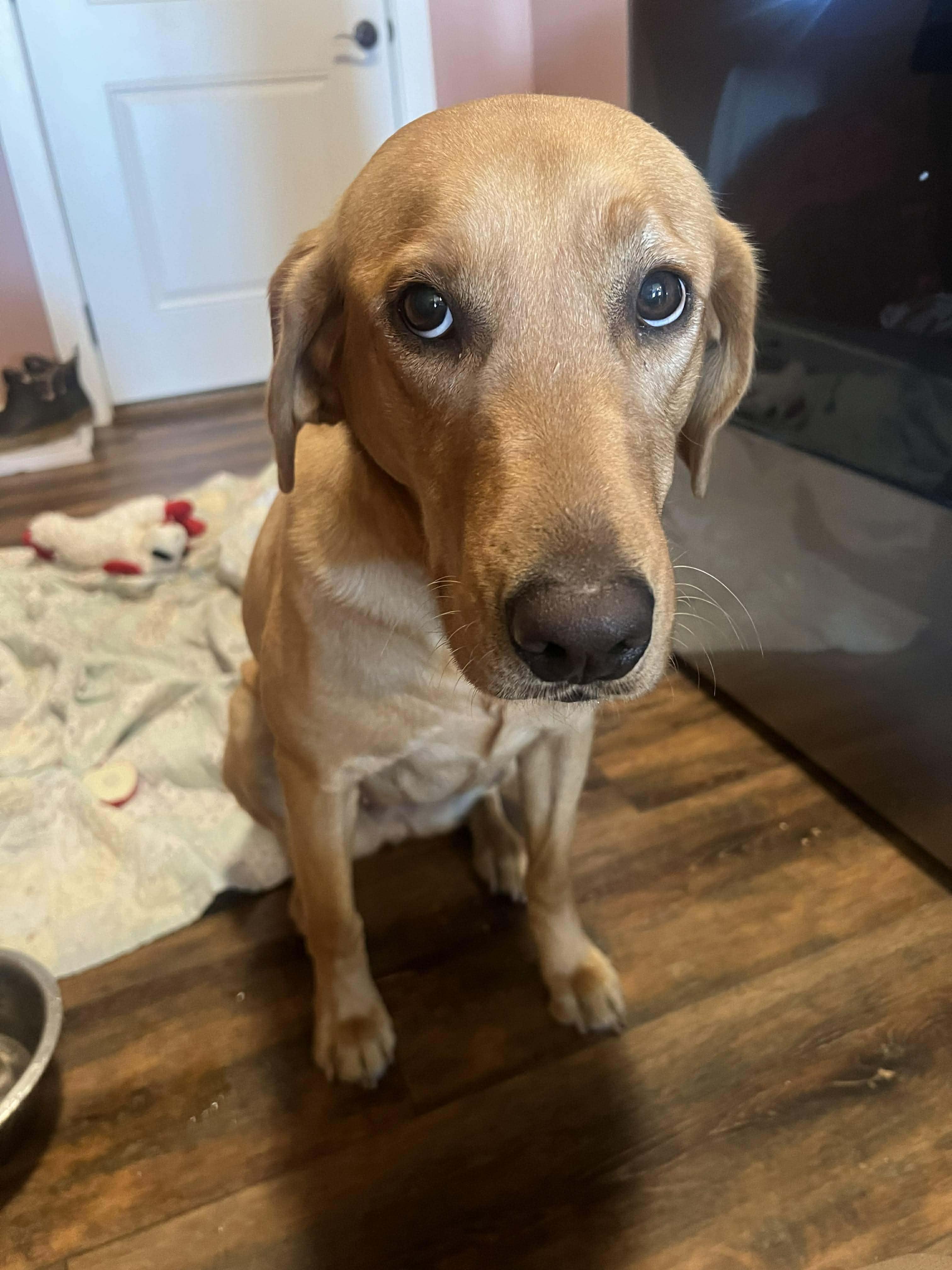 Enlarge Birdie, a ADOPTABLE mixed breed in Hartford, KY image 4/5