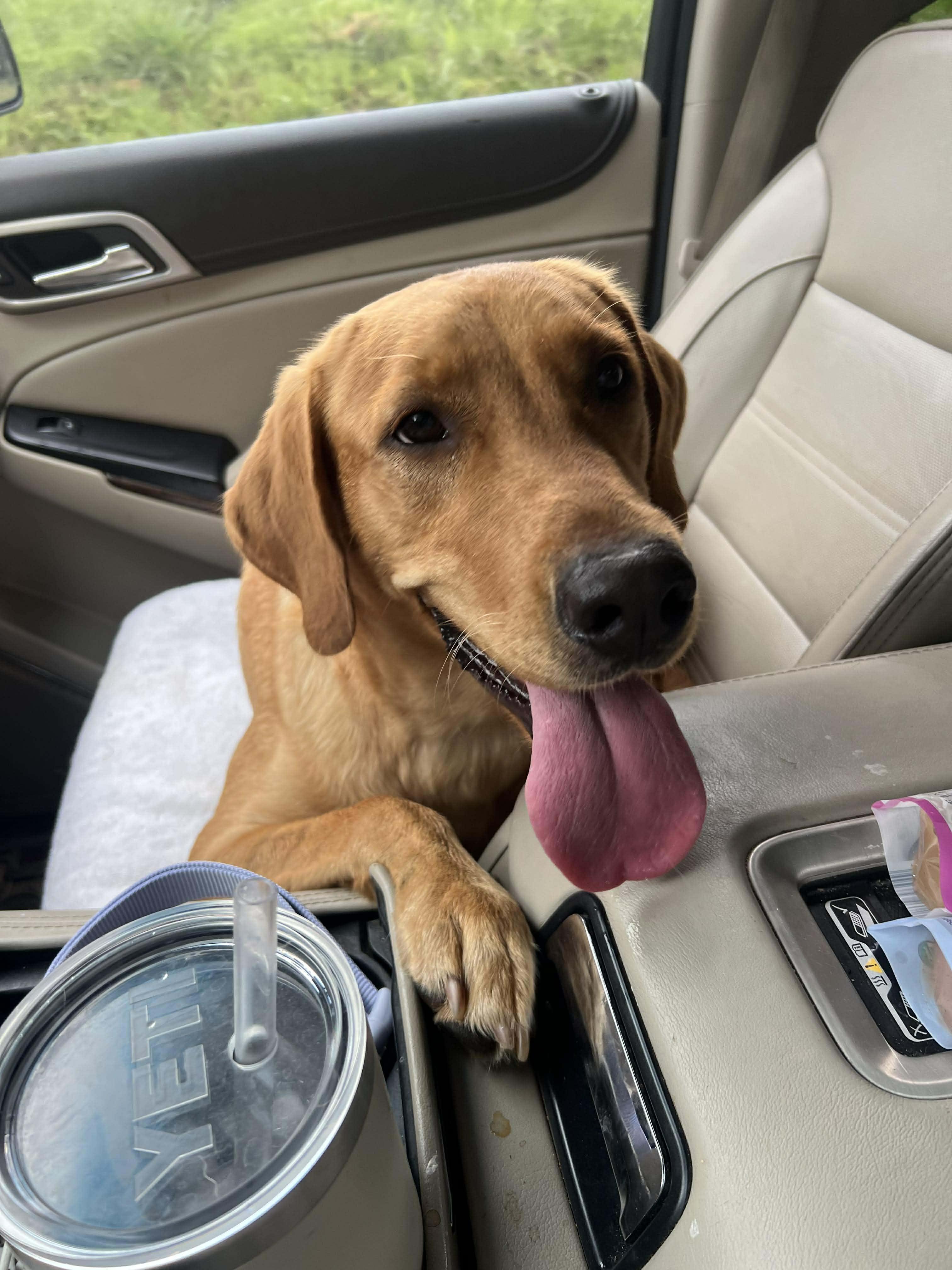 Enlarge Birdie, a ADOPTABLE mixed breed in Hartford, KY image 5/5