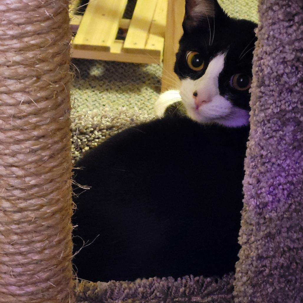 Freedom, Adoptable, Adult Male Domestic Short Hair.