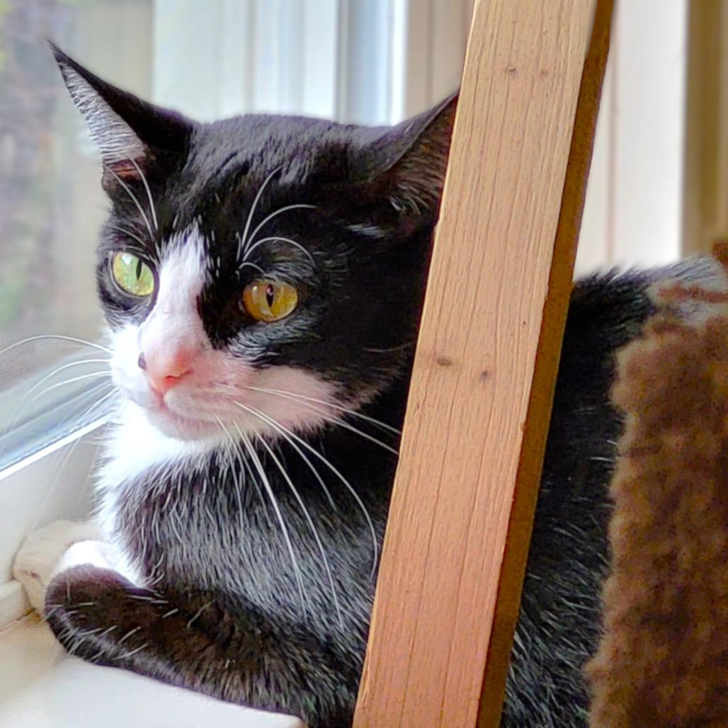 Freedom, a Adoptable Domestic Short Hair in Springfield, OR image 6/6