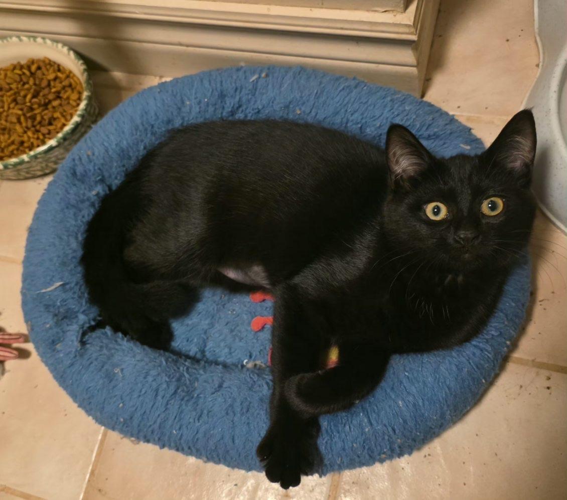 Enlarge JJ, a Adoptable Domestic Short Hair in St. Clair, MI image 1/1