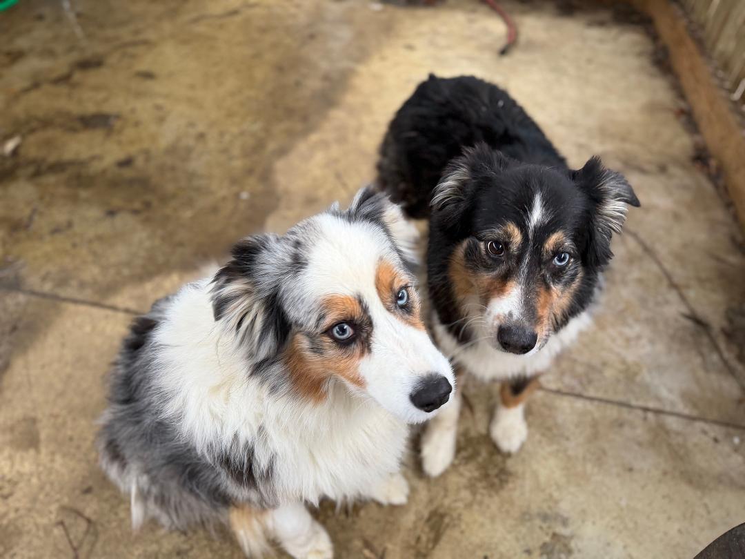 Cowboy and Max, a ADOPTABLE Australian Shepherd in Alexandria, VA image 5/5