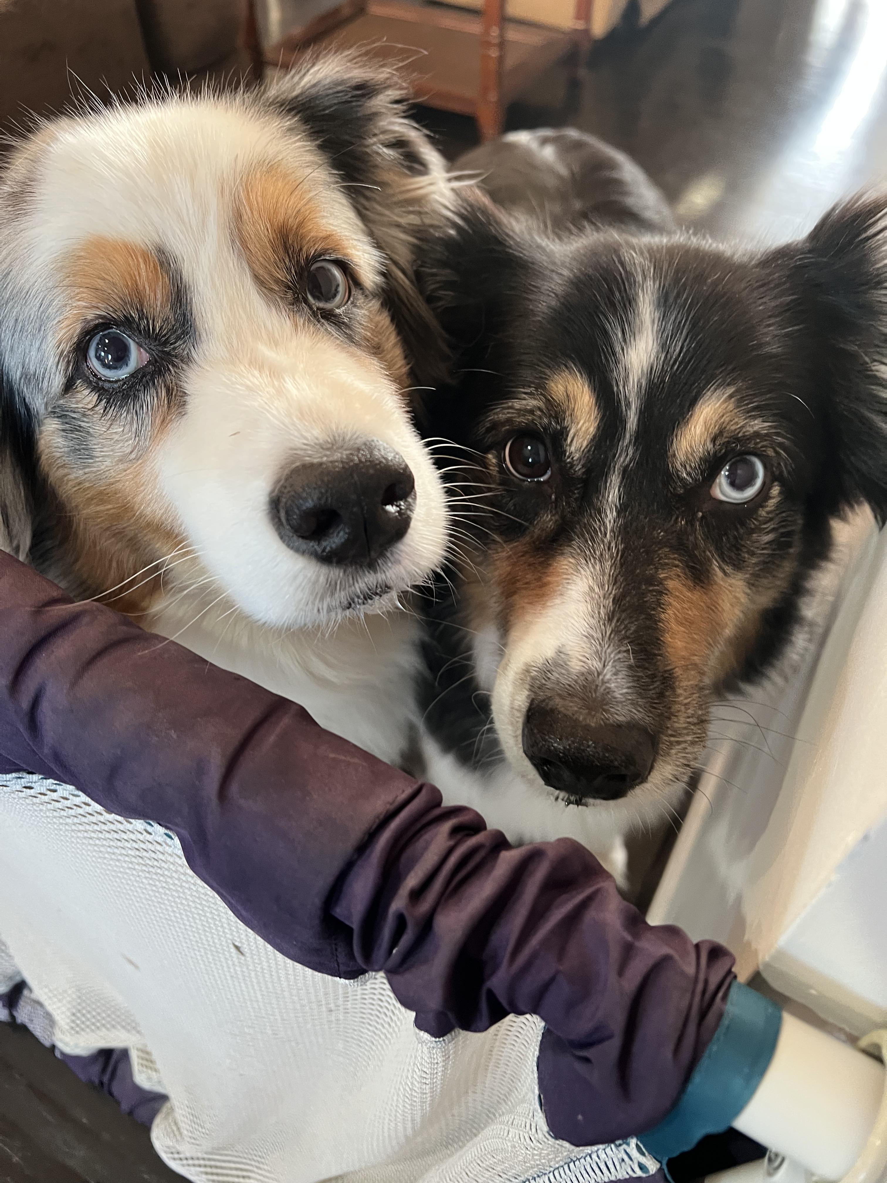 Cowboy and Max, ADOPTABLE, Adult Male Australian Shepherd.