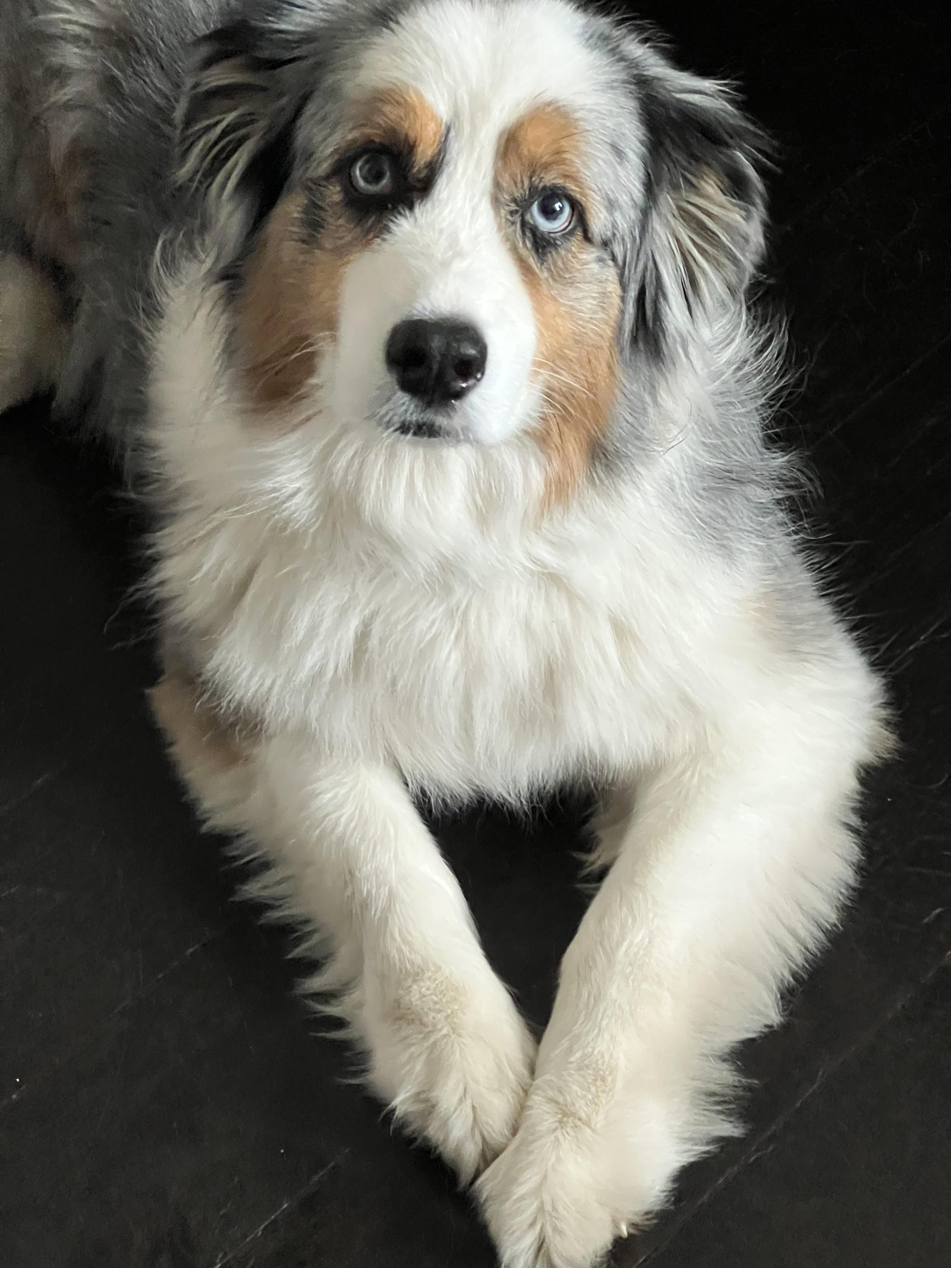 Cowboy and Max, a ADOPTABLE Australian Shepherd in Alexandria, VA image 2/5