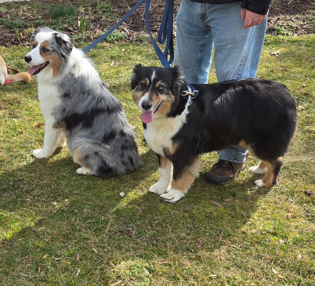Cowboy and Max, a ADOPTABLE Australian Shepherd in Alexandria, VA image 4/5