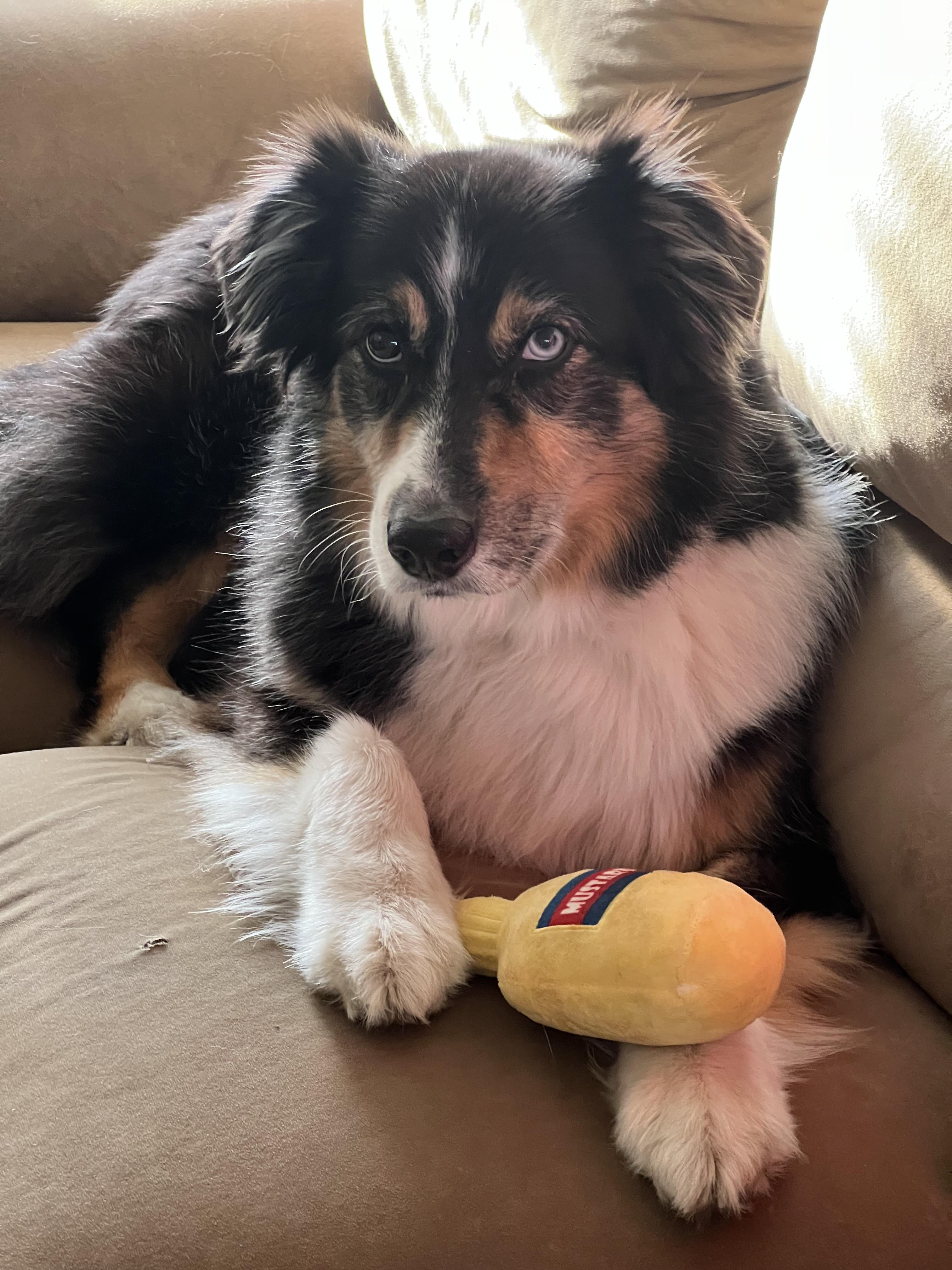 Cowboy and Max, a ADOPTABLE Australian Shepherd in Alexandria, VA image 3/5