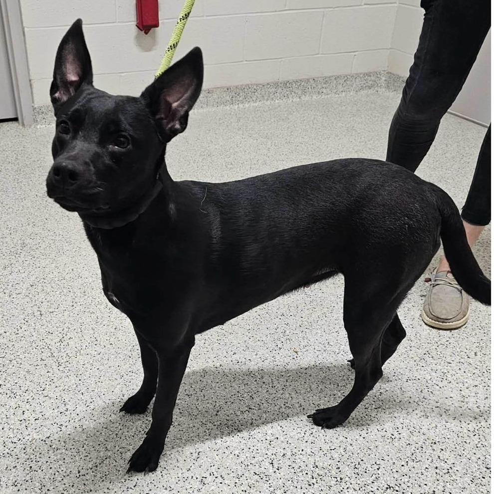 Enlarge TAYLOR  Available NOW - ADOPTION or RESCUE!, a Adoptable Mixed Breed in Nashville, NC image 2/2