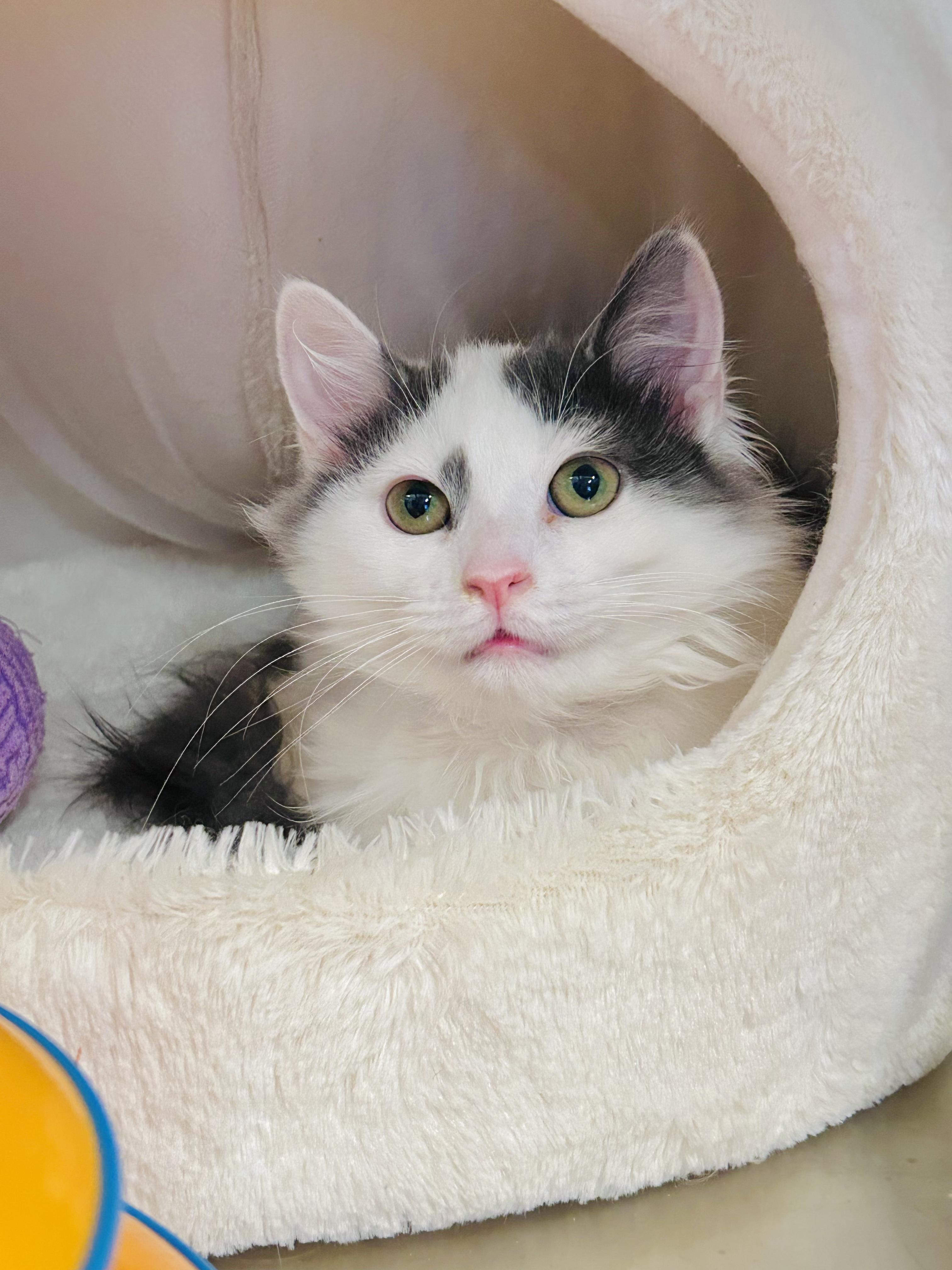 Enlarge Cloud, a ADOPTABLE Domestic Medium Hair in Old Bridge, NJ image 1/1