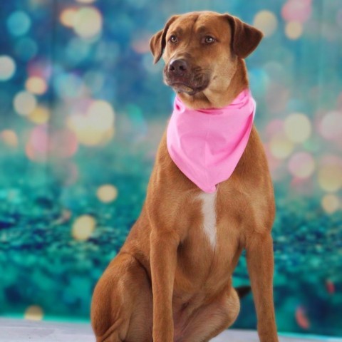 Rosie Posie JuM, an adoptable Shepherd, Mixed Breed in Seattle, WA, 98106 | Photo Image 5