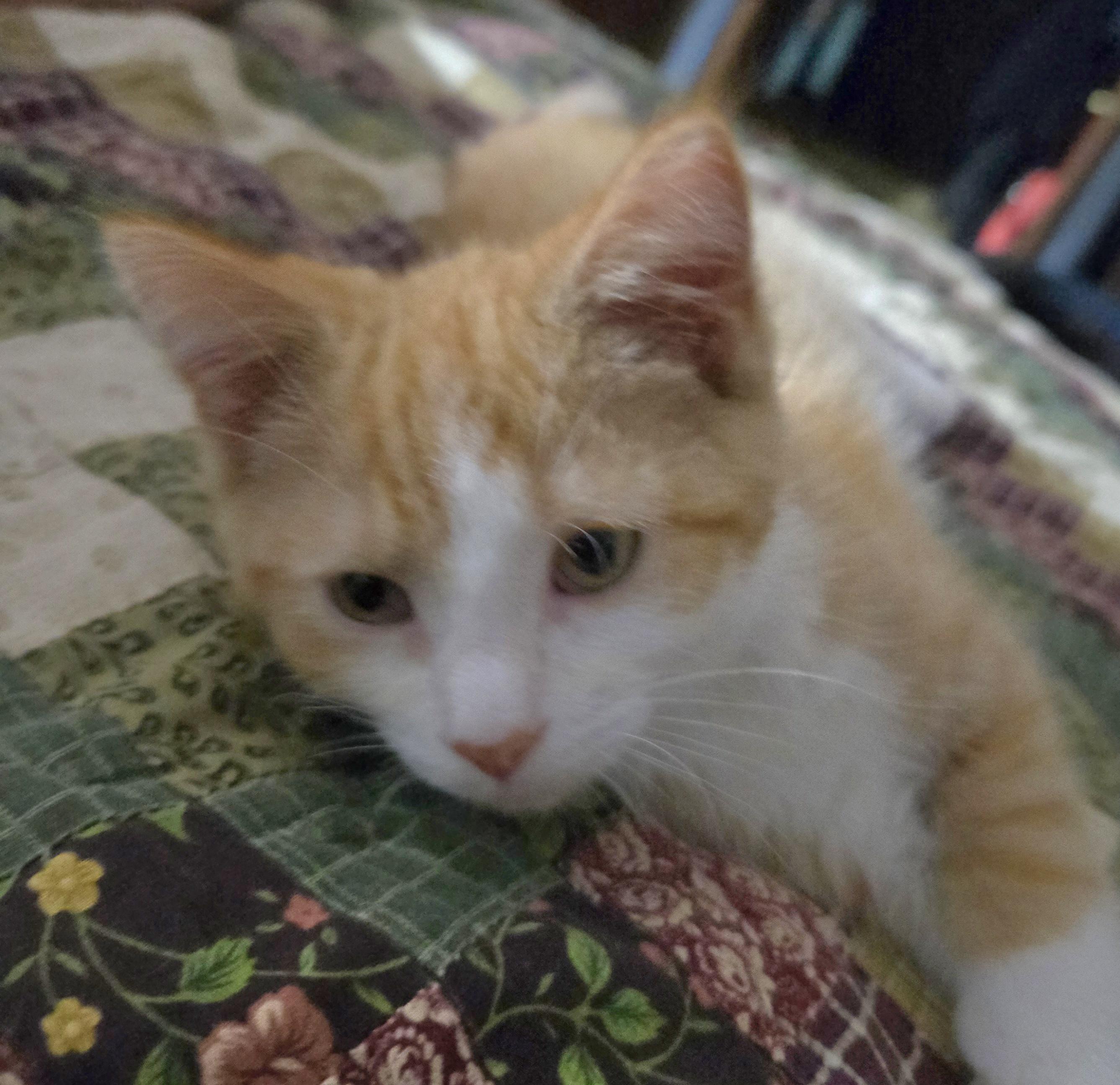Wilson, a ADOPTABLE Domestic Medium Hair in Beulah, MI image 1/3