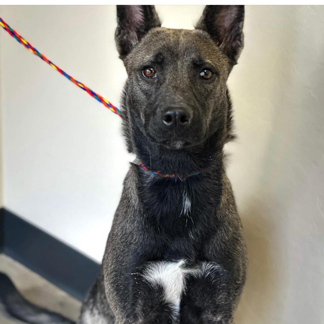 kia, adopted, Puppy Female Belgian Shepherd / Malinois.