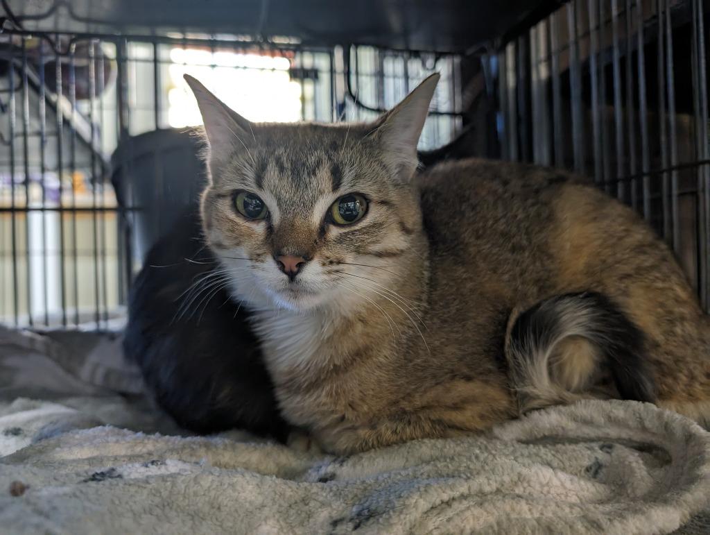 CAYENNE — thumbnail 2