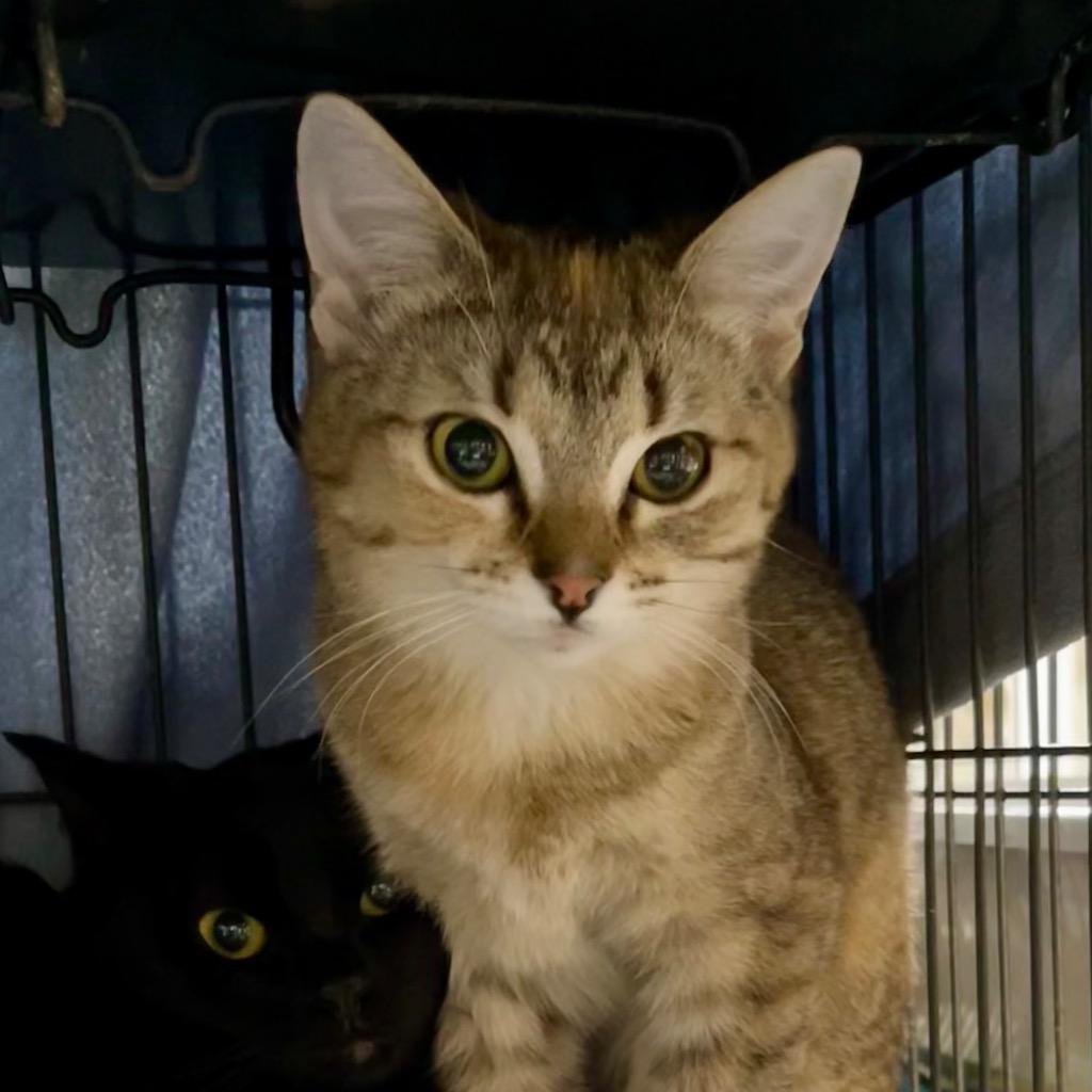 CAYENNE — thumbnail 3