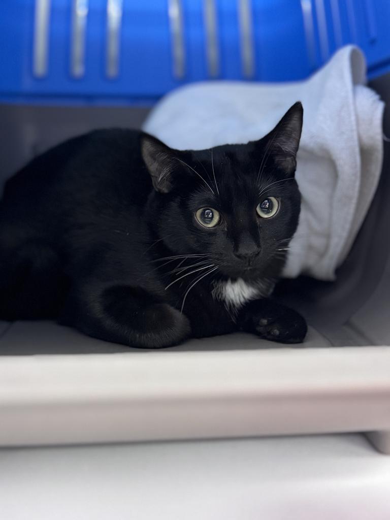 Juliet, Adopted, Kitten Female Domestic Short Hair.