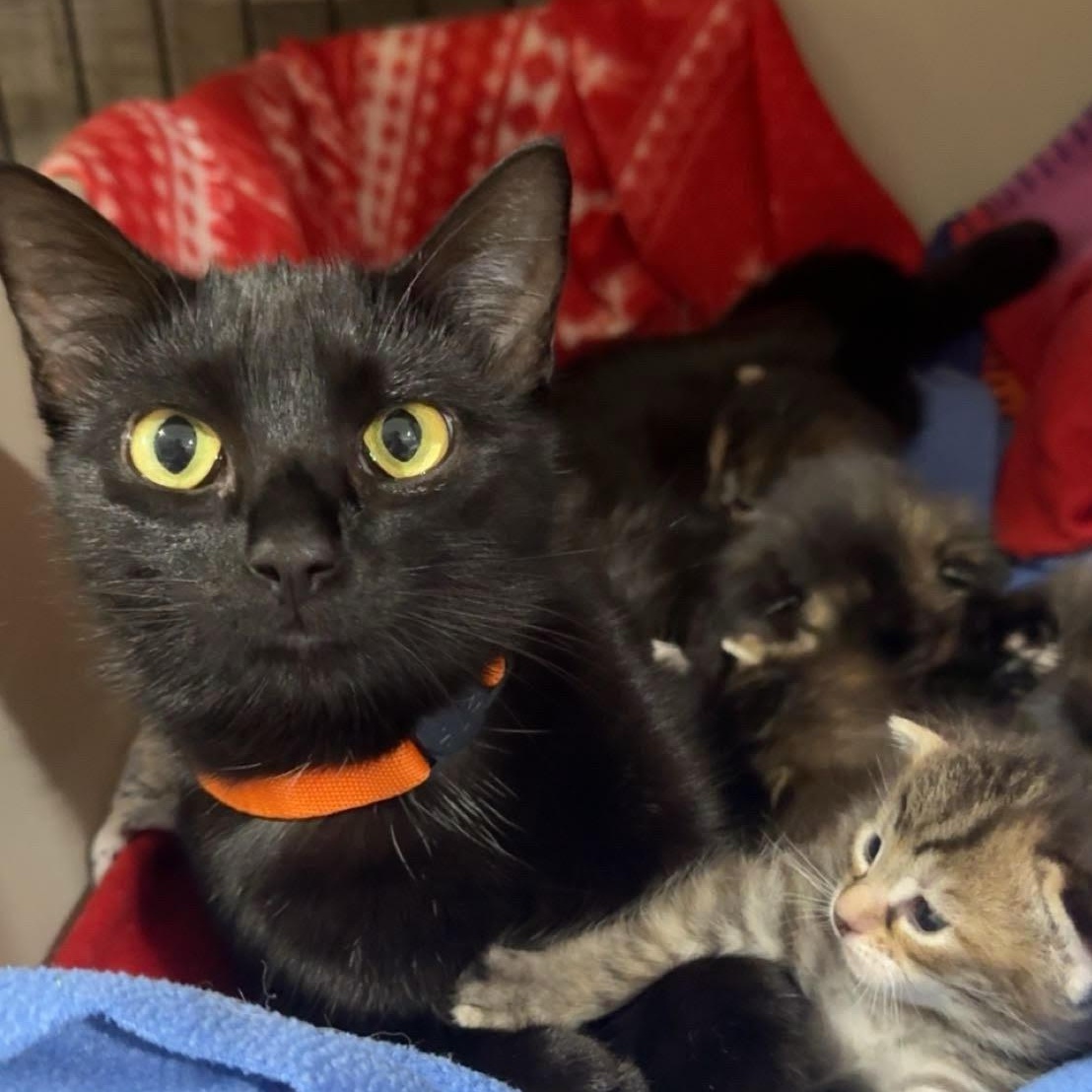 Sally, Adoptable, Adult Female Domestic Short Hair.