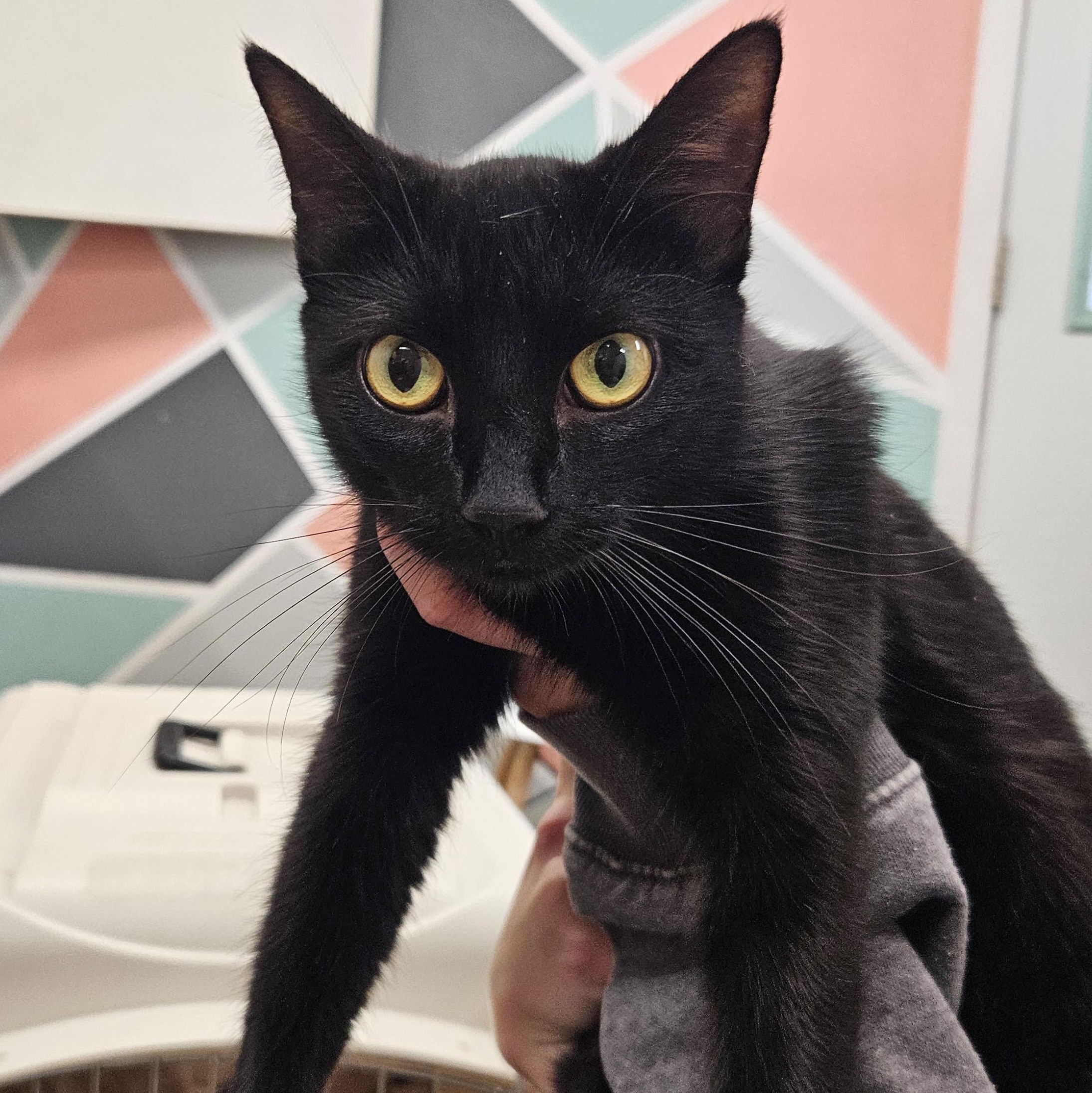 Enlarge Sally, a Adoptable mixed breed in The Dalles, OR image 2/2