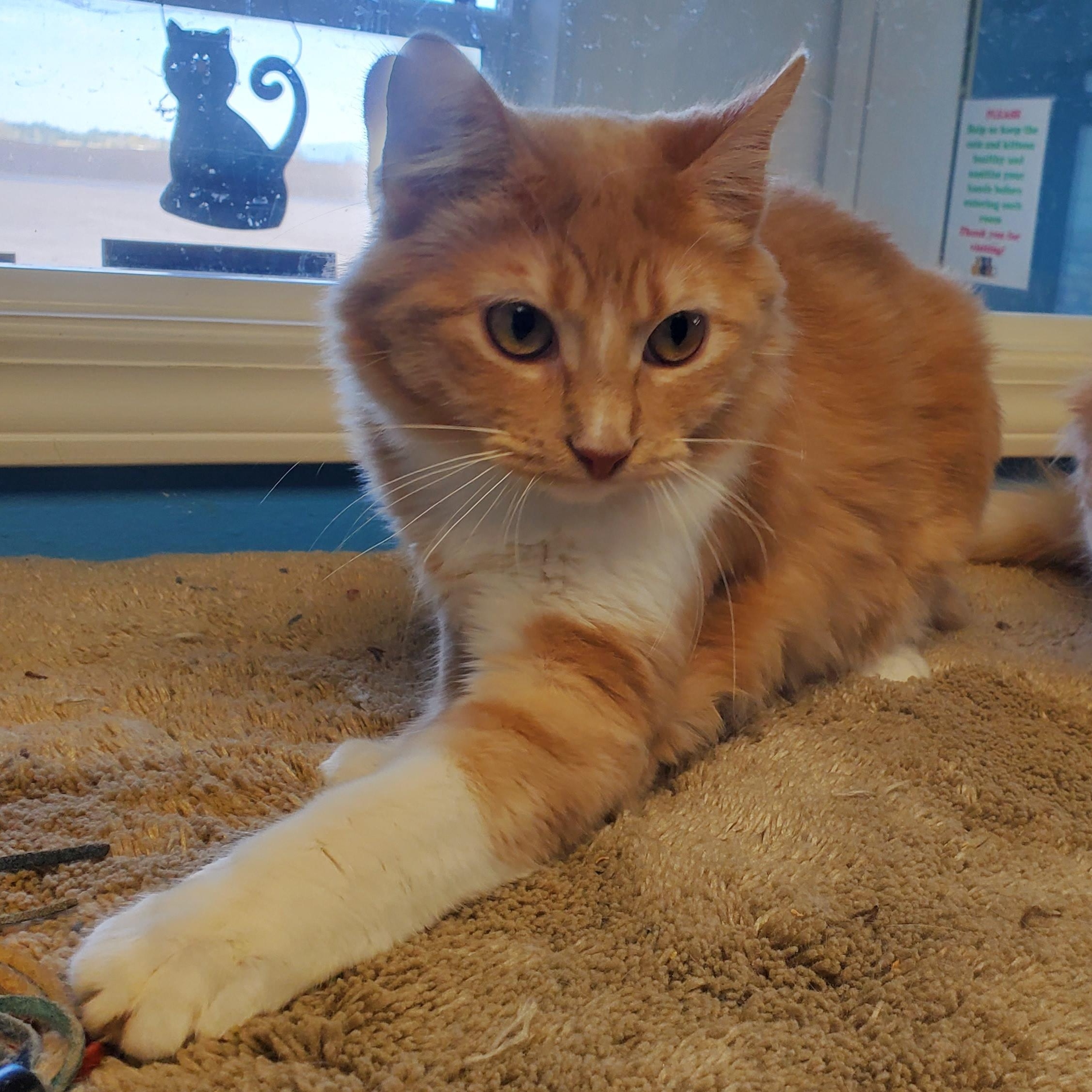 Clemens, ADOPTABLE, Young Male Domestic Medium Hair.