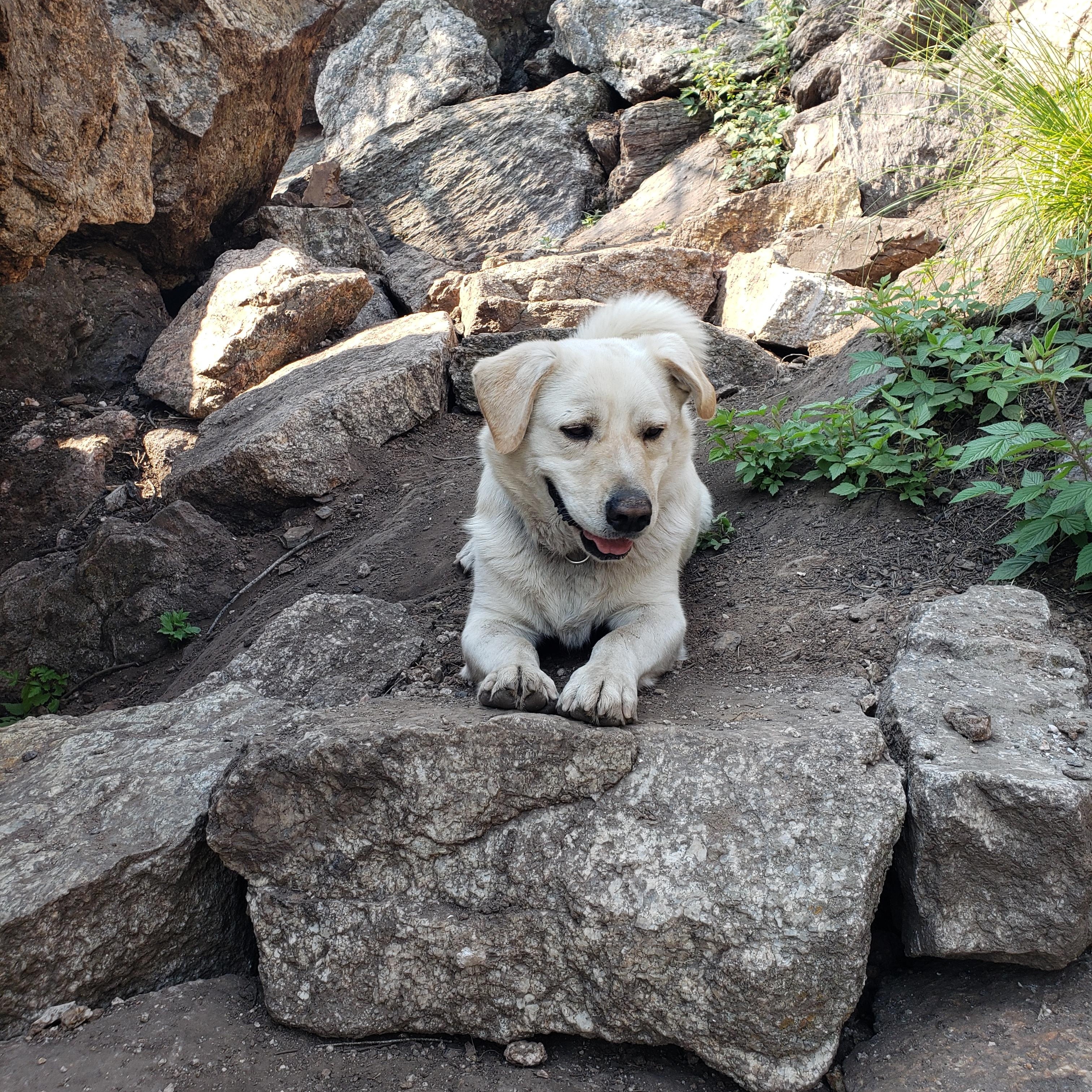 Enlarge Quinn, an adopted mixed breed in Dillon, CO image 3/6