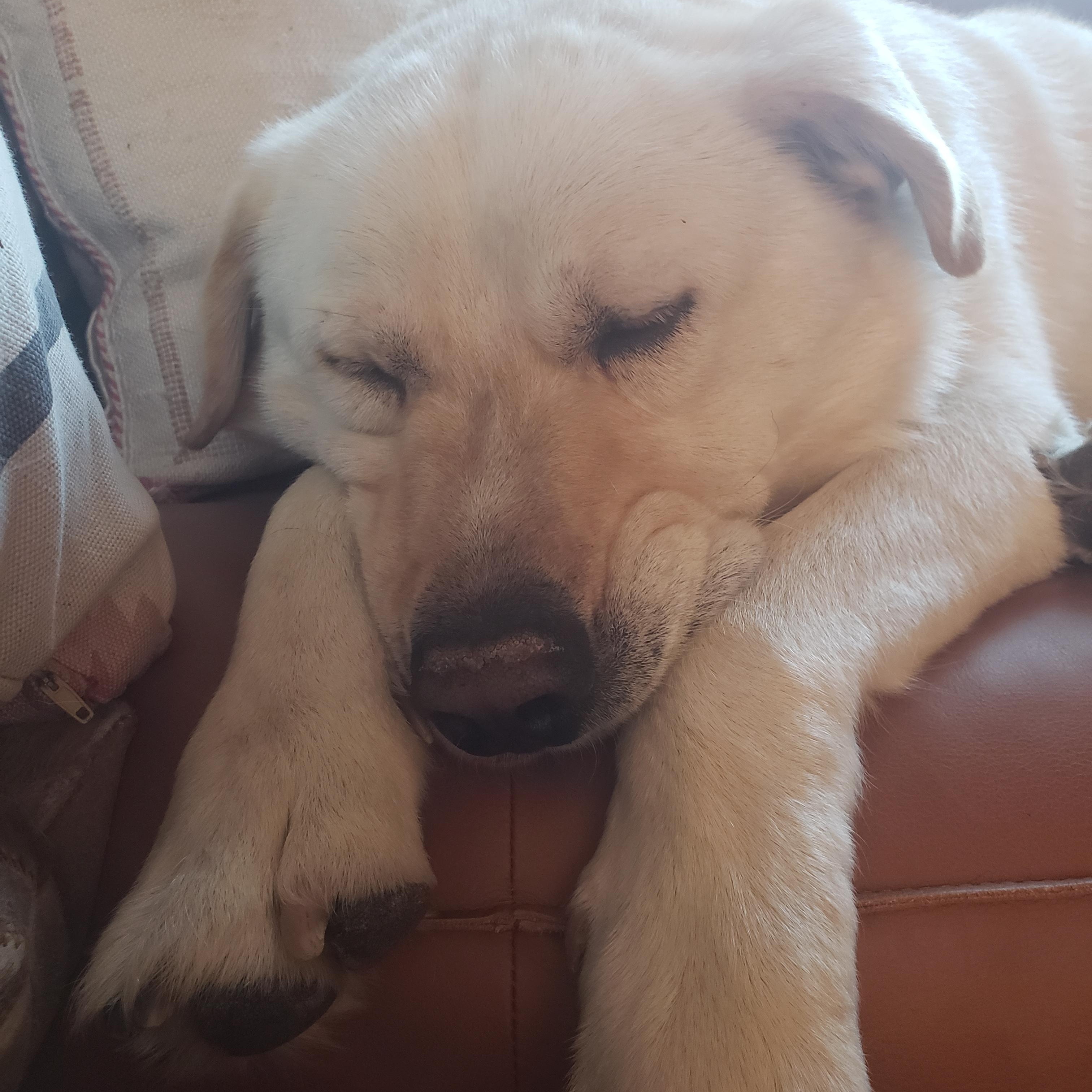 Enlarge Quinn, an adopted mixed breed in Dillon, CO image 5/6
