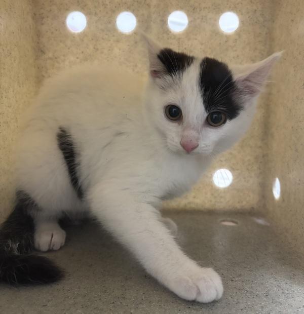 Guten Tag - Bonded W/ Moin, Adoptable, Kitten Female Domestic Short Hair.