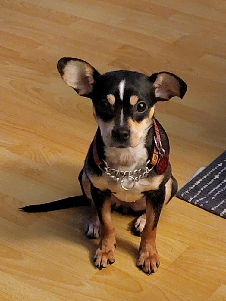 Sapphire, Adoptable, Adult Female Chihuahua.
