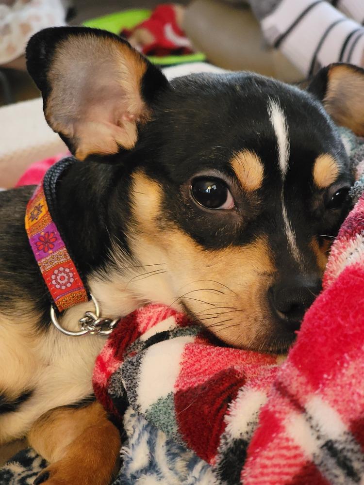 Sapphire, a Adoptable mixed breed in Bellingham, WA image 2/2