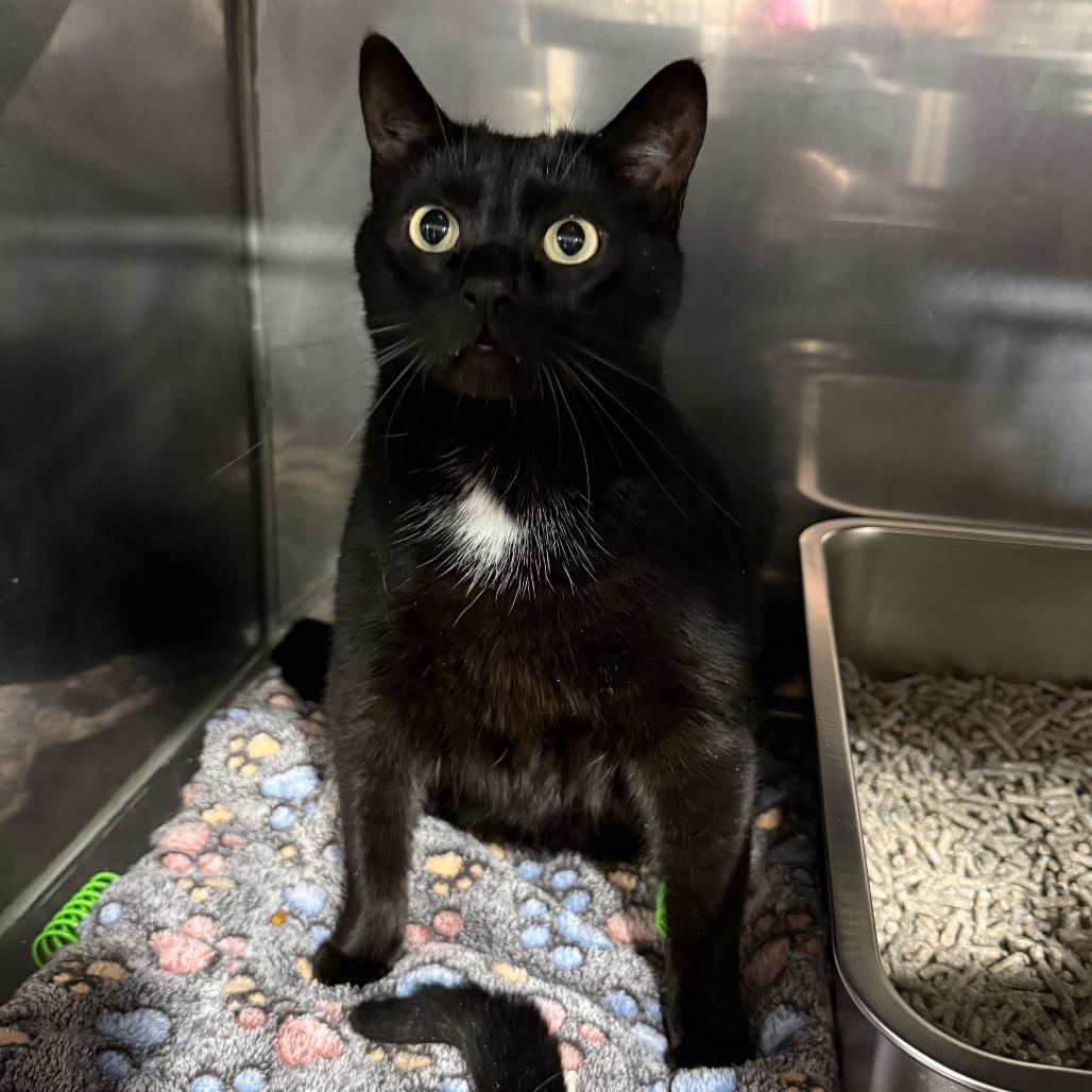 Enlarge Onyx, an adopted Domestic Short Hair in Bridgeville, PA image 1/1