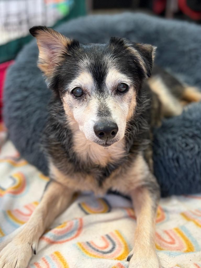 Ol' Gal, Adoptable, Senior Female Husky & Mixed Breed.