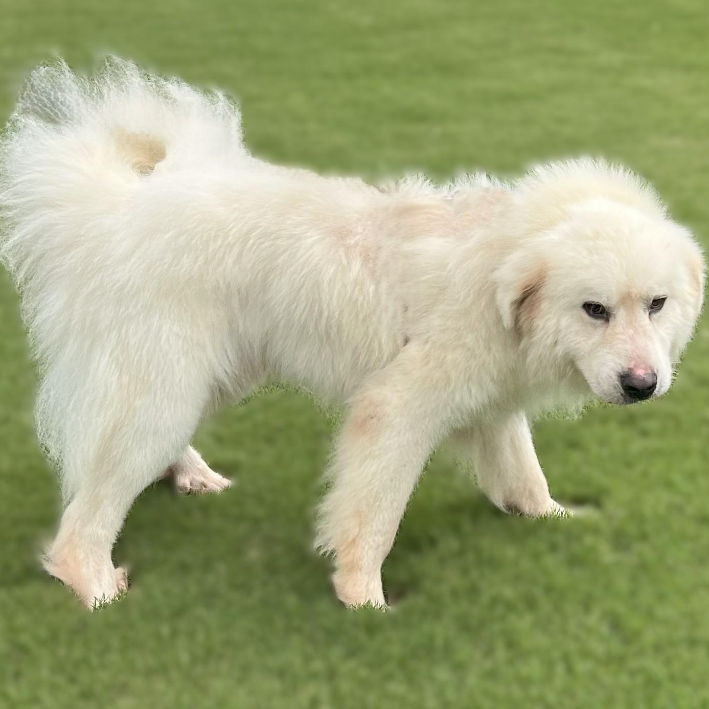 Enlarge Jasper Milano, an adoptable Great Pyrenees in Atlanta, GA image 4/6