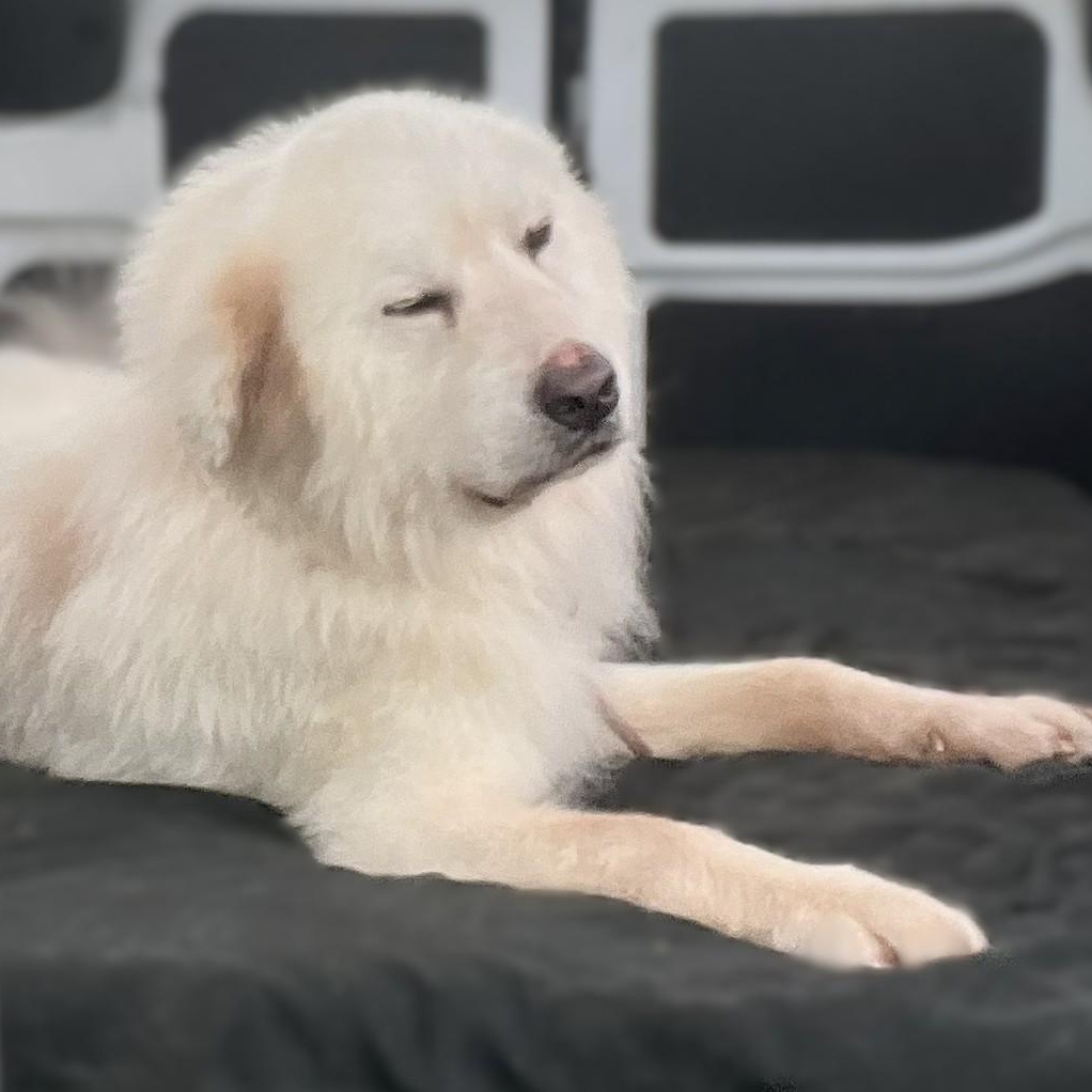 Enlarge Jasper Milano, an adoptable Great Pyrenees in Atlanta, GA image 5/6