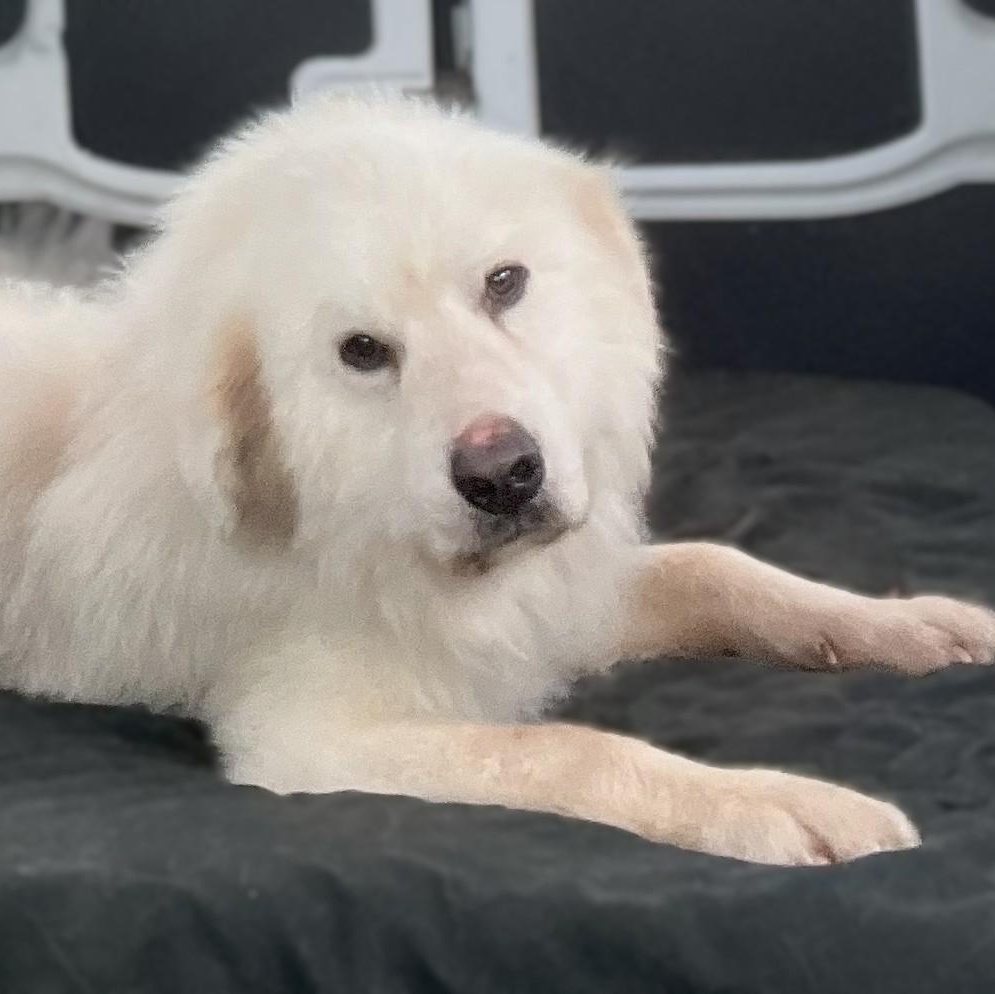 Enlarge Jasper Milano, an adoptable Great Pyrenees in Atlanta, GA image 6/6