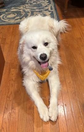 Enlarge Jasper Milano, an adoptable Great Pyrenees in Atlanta, GA image 2/6