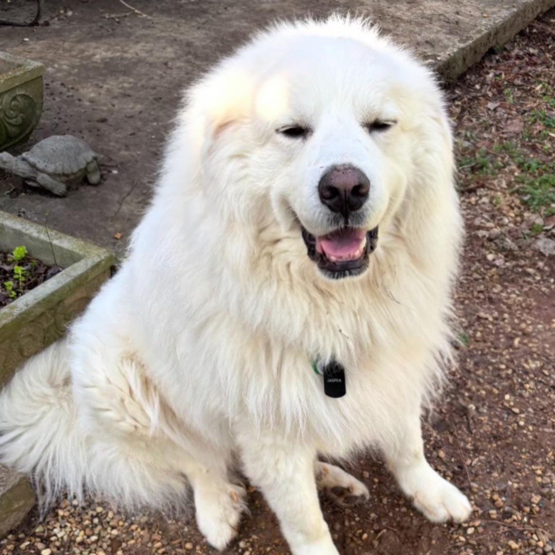 Enlarge Jasper Milano, an adoptable Great Pyrenees in Atlanta, GA image 1/6