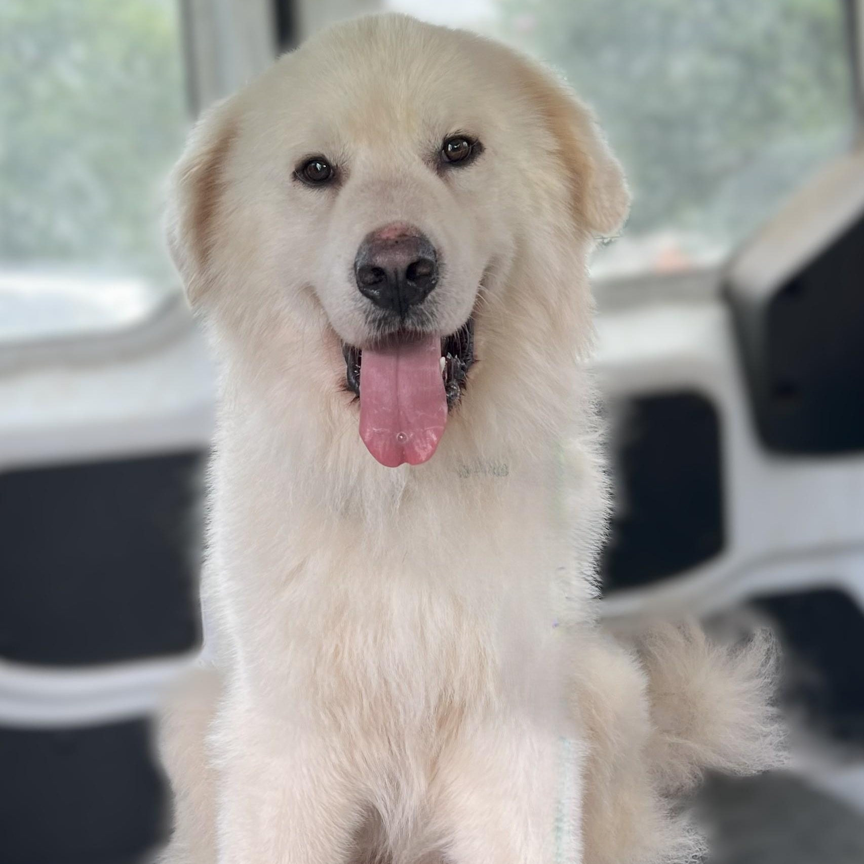Enlarge Jasper Milano, an adoptable Great Pyrenees in Atlanta, GA image 3/6